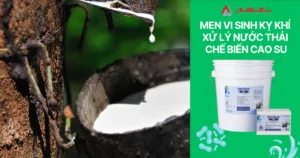 Men vi sinh kỵ khí xử lý nước thải chế biến cao su - Enviclean 900
